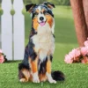 Collections Etc Realistic Australian Shepherd Outdoor Garden Stake