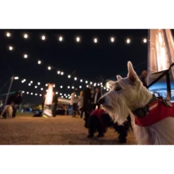 12ct Seasons Wi-Fi Classic Café Outdoor String Lights - Black Wire - Enbrighten -Crosley Sales Store GUEST 9717ec51 a462 4b5a 8fba 8e5e00845df1