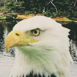 Commonwealth Seascapes Light Filtering Enhance Living Space With Satiny Look Grommet Outdoor Panel Pair Indigo 6 Commonwealth Seascapes Light Filtering Enhance Living Space With Satiny Look Grommet Outdoor Panel Pair Indigo -Crosley Sales Store GUEST e93a211b c352 4a2e b559 272d3423c5e2