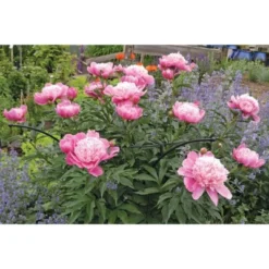 Gardener's Supply Company Essex Plant Support | Sturdy Metal Plants Support Frame For Peonies, Rose Ornamental Flower Garden Cage | Wide Top Rings -Crosley Sales Store GUEST f939ee89 36bf 47cf 846d 7e93e8d694cd